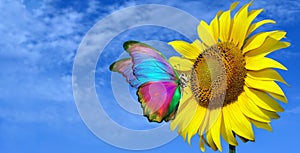 bright colorful morpho butterfly sitting on a sunflower against a blue sky.