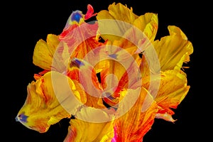 Bright colorful neon pop-art macro of a set of petals from a yellow red parrot tulip blossom on black background
