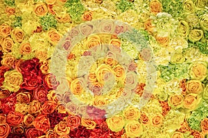 Bright colorful pattern of yellow and red roses, fresh flower texture background, top view, floral abstract wallpaper