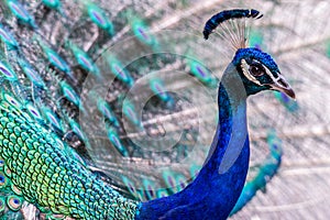 Bright colorful Peacock