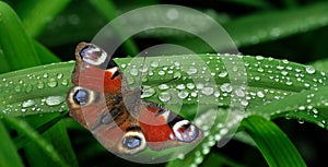 Bright colorful peacock butterfly on green leaves of a lily in drops of water after rain