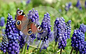 Bright colorful peacock butterfly on  hyacinth flowers. butterflies on flowers. blooming gardens. blue hyacinths background