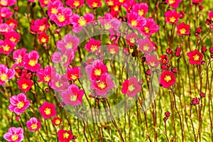 Bright colorful plant on the alpine slide of a garden site.