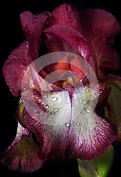 Bright colorful purple iris flower in water drops close up. selective focus