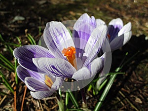 Bright colorful purple-white Whitewell Crocus flowers blooming in spring photo