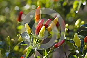 Bright Colorful Red Orange and Yellow Tabasco Peppers