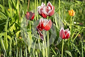Bright colorful red purple tulip bouton flowers blooming blossoming on city park, garden backyard flowerbed outdoor on