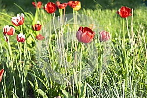 Bright colorful red purple tulip bouton flowers blooming blossoming on city park, garden backyard flowerbed outdoor on sunny
