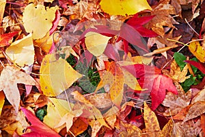 Bright colorful red and yellow autumn leaves on a sunny fall day