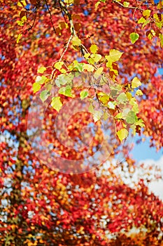 Bright colorful red and yellow autumn leaves on a sunny fall day