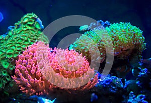 Bright colorful sea anemone