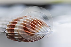 Bright colorful shell on water with reflection