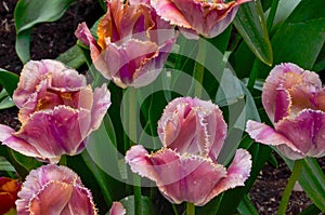 Bright Colorful Spring Tulips