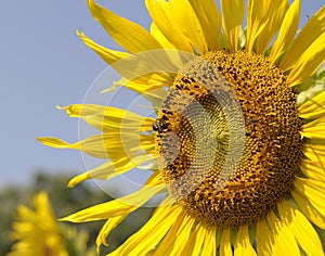 Bright colorful sunflower