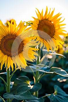 Bright colorful sunflower in summer