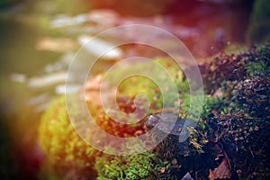 Bright Colorful Sunrays Over a Stone Covered with Moss or Lichen in the Forest