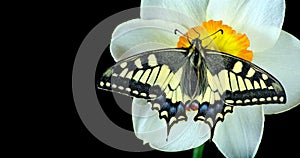 Bright colorful swallowtail butterfly on daffodil flower isolated on black. butterflies and spring flowers. daffodil flower and bu