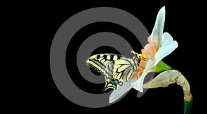 Bright colorful swallowtail butterfly on daffodil flower isolated on black. butterflies and spring flowers. daffodil flower and bu