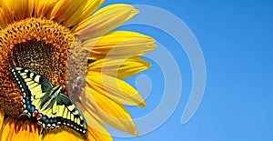 Bright colorful swallowtail butterfly on a sunflower against the blue sky. copy space