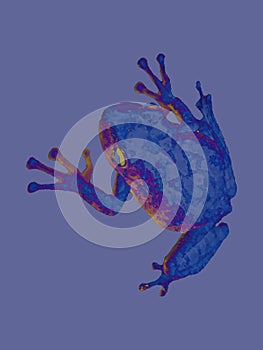 Bright colorful tree frog vector on a solid background