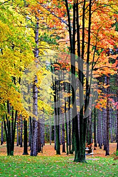 Bright Colorful Trees photo