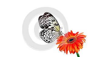 Bright colorful tropical butterfly on orange gerbera flower isolated on white. Rice paper butterfly. Large tree nymph. White nymph