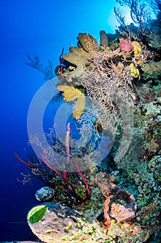 Bright, Colorful Tropical Coral Reef