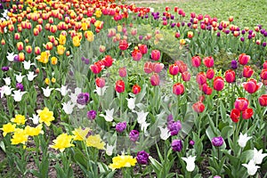 Bright colorful tulip blossoms in spring