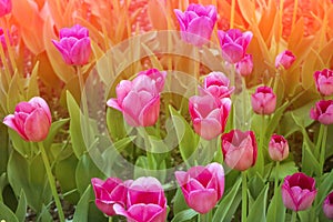 Bright colorful tulip blossoms in spring