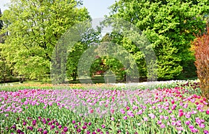 Bright colorful tulip flowers blooming in a park on spring background, Spring blooming tulip flowers blossom scene,  Field of