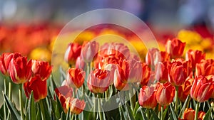 Bright colorful Tulip flowers in holland, Michigan, selective focus