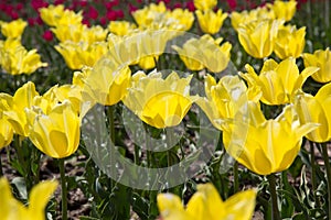 Bright colorful Tulips blossoms in spring