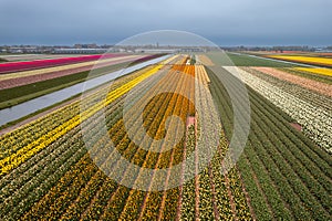 Bright colorful Tulips, Hyacinths and Daffodil fields in the Netherlands