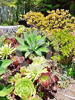 BRIGHT AND COLORFUL VARIETY OF SUCCULENT CACTUS PLANTS