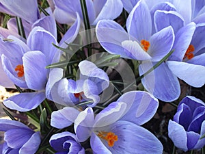 Bright colorful Whitewell Purple Crocus flowers blooming in early springtime