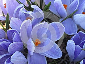 Bright colorful Whitewell Purple Crocus flowers blooming in early springtime