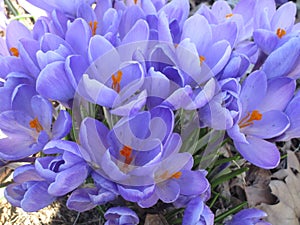 Bright colorful Whitewell Purple Crocus flowers blooming in early springtime