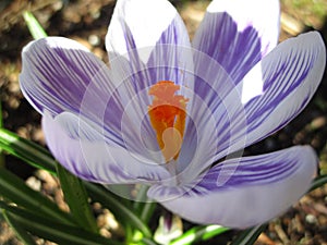 Bright colorful Whitewell Purple Crocus flowers blooming in early springtime