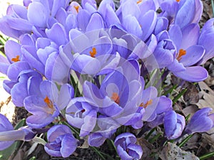 Bright colorful Whitewell Purple Crocus flowers blooming in early springtime photo
