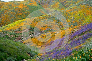 Bright, colorful wildflowers cover the rolling hills of Walker Canyon during California super bloom of poppies