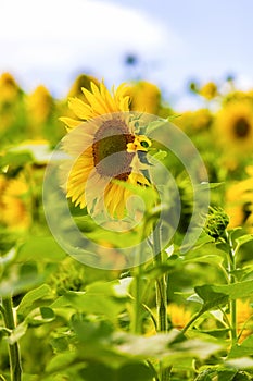 Bright colorful yellow field of sunflowers.