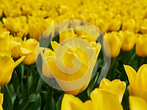 Bright colorful yellow Tulip blossoms in spring