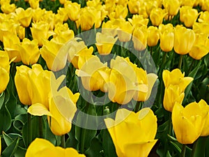 Bright colorful yellow Tulip blossoms in spring