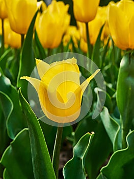 Bright colorful yellow Tulip blossoms in spring