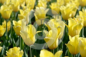 Bright colorful yellow tulip blossoms in spring time