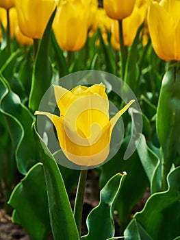 Bright colorful yellow tulips. Tulip blossoms in spring