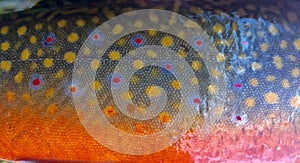 Bright Colors of a Brook Trout