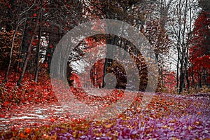 Bright colors of fall. Forest path with many fallen leaves, scarlet autumn landscape in the old park. Walking, mood