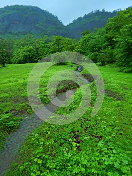 Bright colors of Indian Monsoon-III