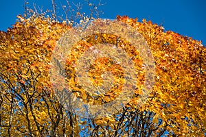 Bright colors of a maple tree in autumn